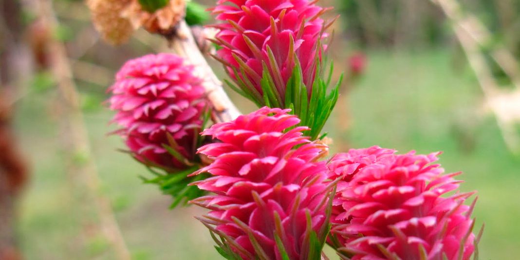 larch