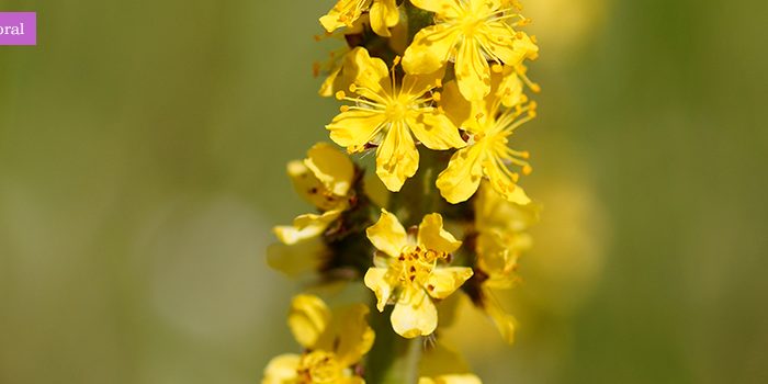agrimony