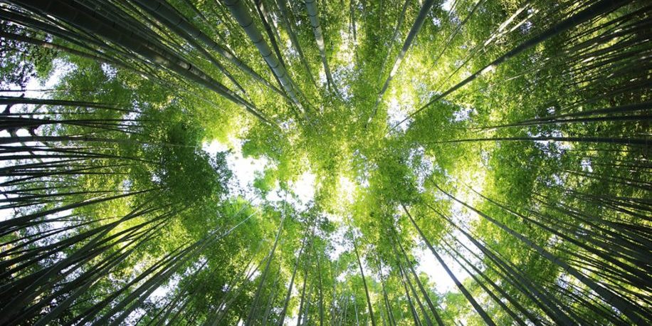 Un billón de árboles para combatir el cambio climático – mundonuevo.cl