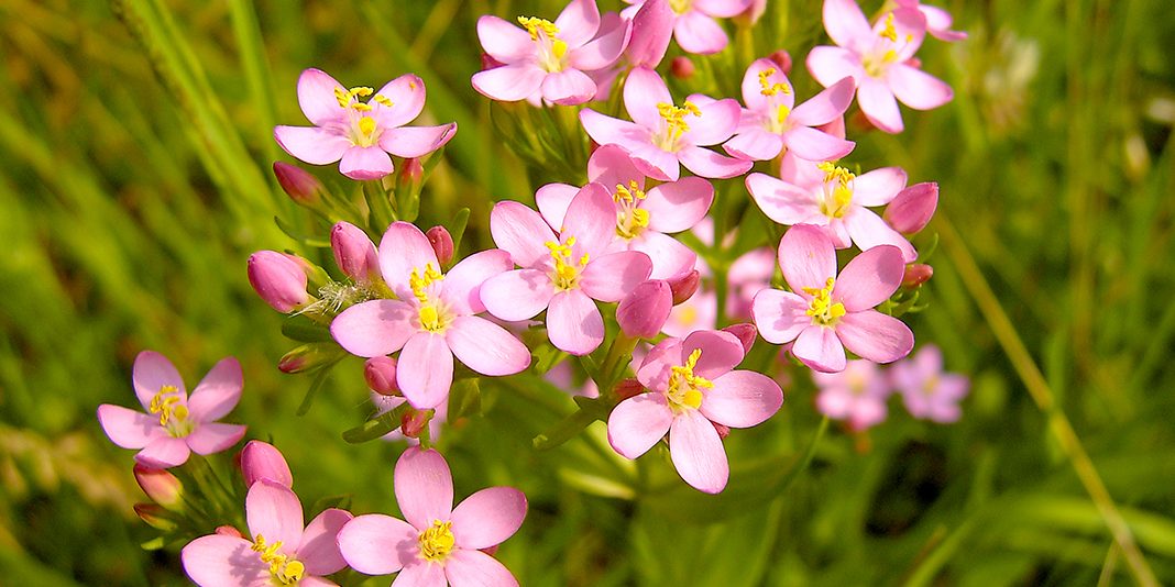 centaury-1
