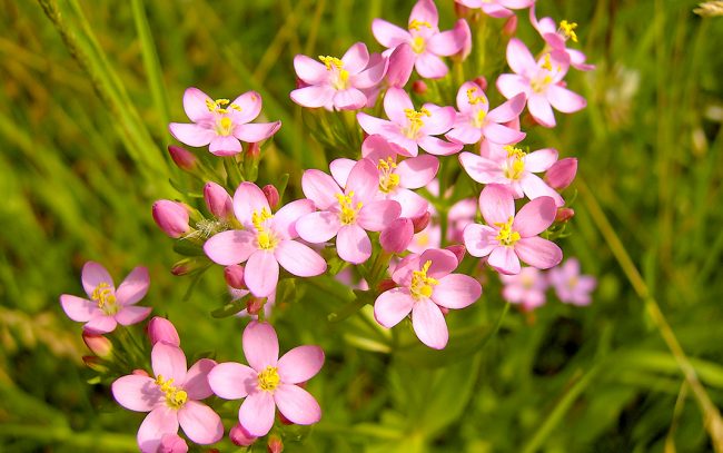centaury-1
