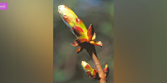 chestnutbud