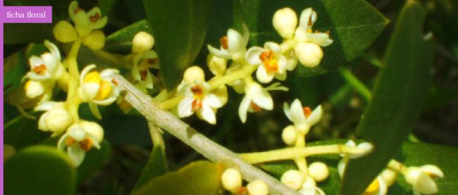 ficha_floral_olive