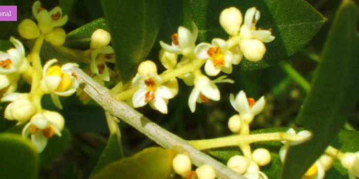 ficha_floral_olive