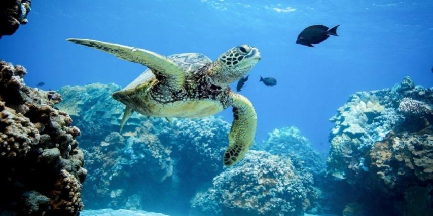 hawai-prohibe-cremas-solares