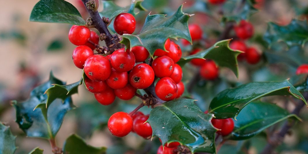 holly-1