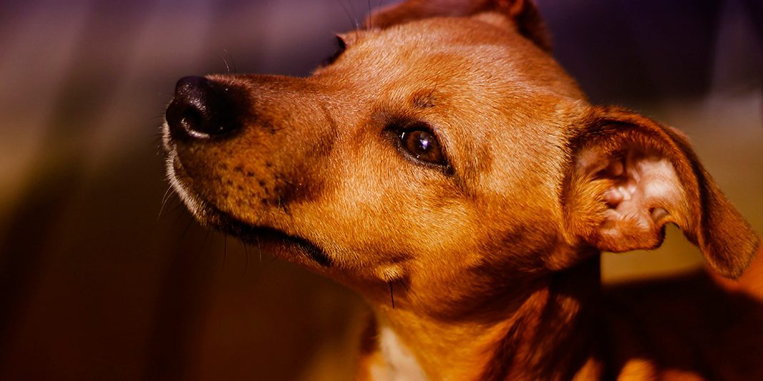 perro2