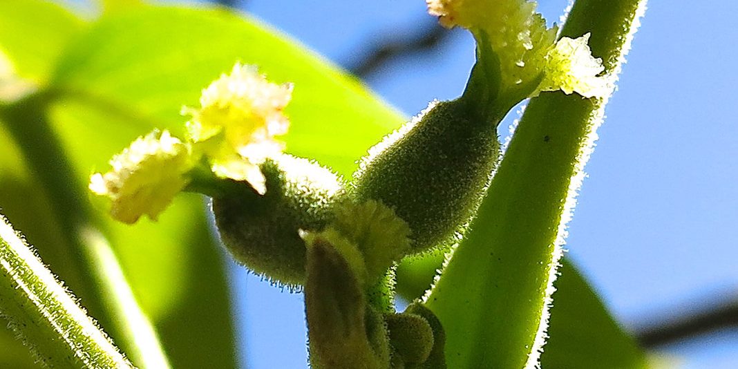 walnut