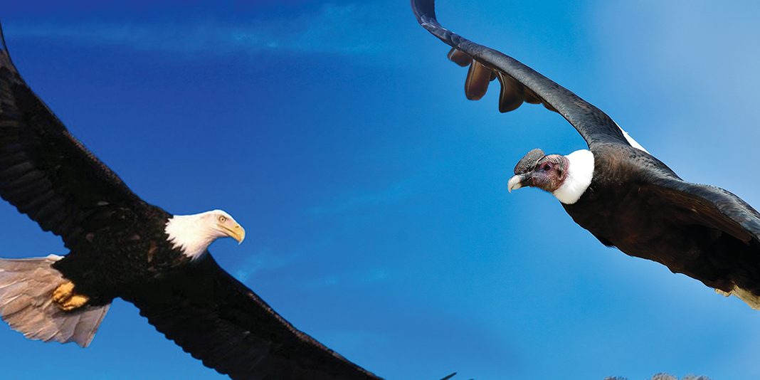 condor_aguila-1