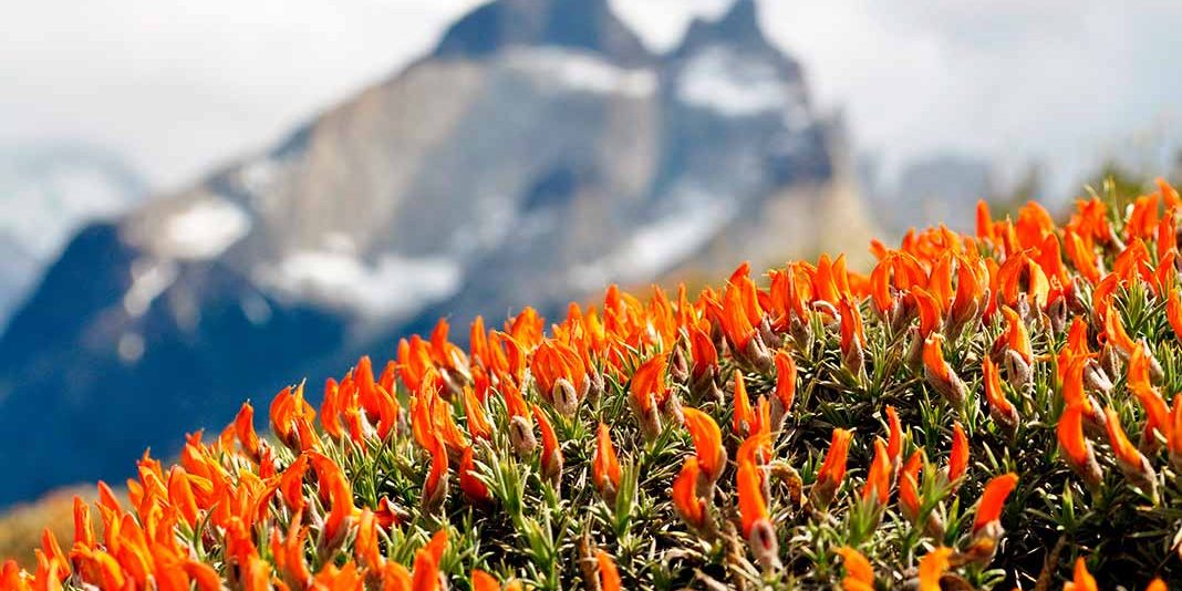 esencias_patagonia