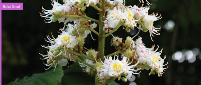 ficha_floral