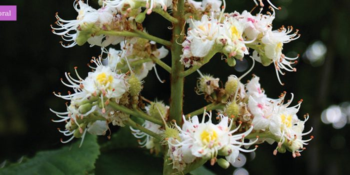 ficha_floral