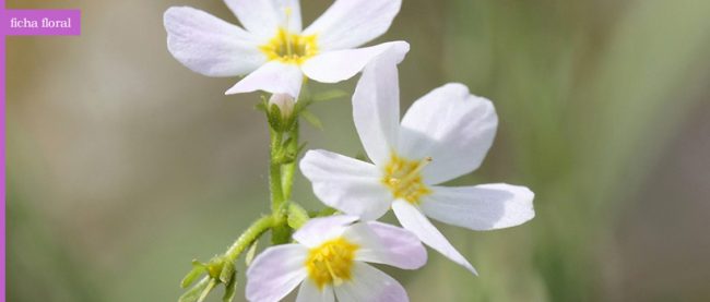 ficha_floral_waterViolet
