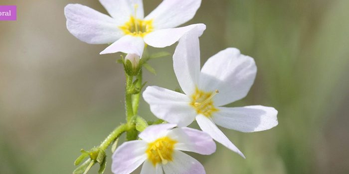 ficha_floral_waterViolet