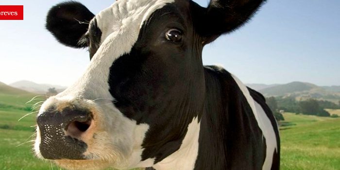 notas_vacas