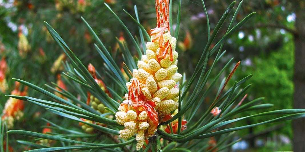 pine