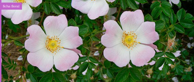 ficha_floral