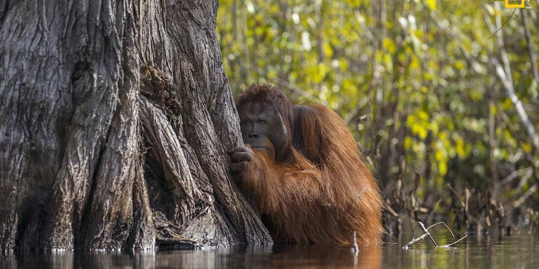 ganador Natgeo