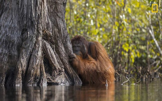 ganador Natgeo