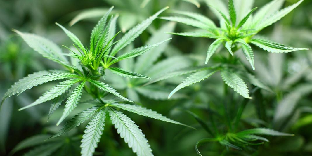 marihuana