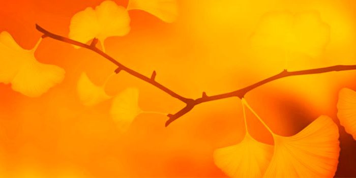 Ginkgo_biloba