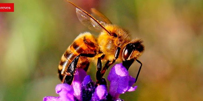 abejas