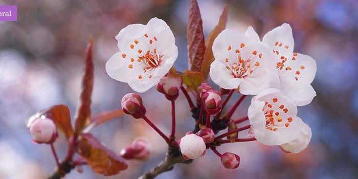 cherry_plum2