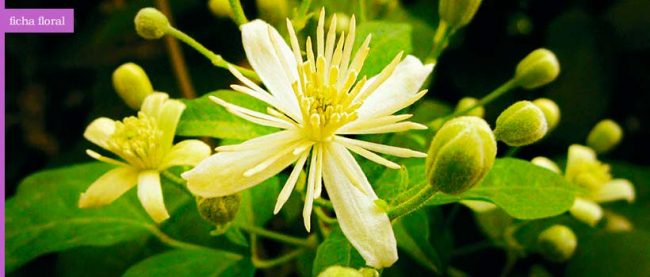 clematis