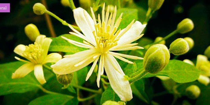clematis