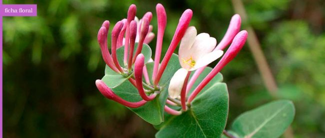 honeysuckle