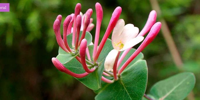 honeysuckle