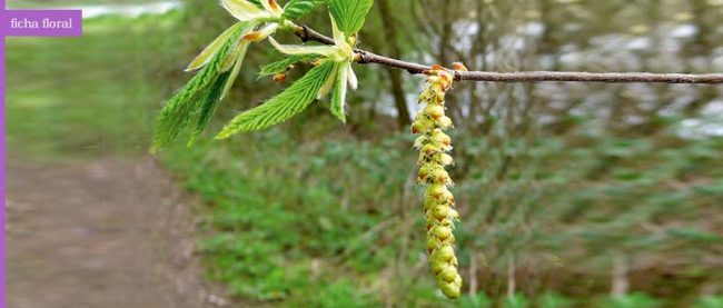 hornbeam