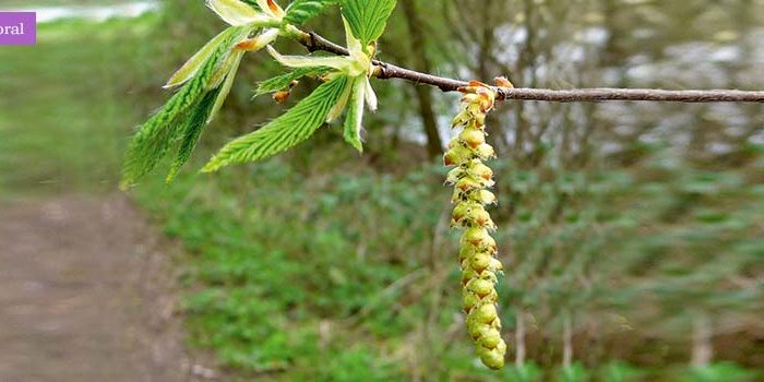 Hornbeam, Flor de la plenitud – Hornbeam, Flor de la plenitud –
