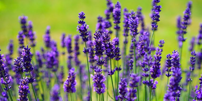 lavanda