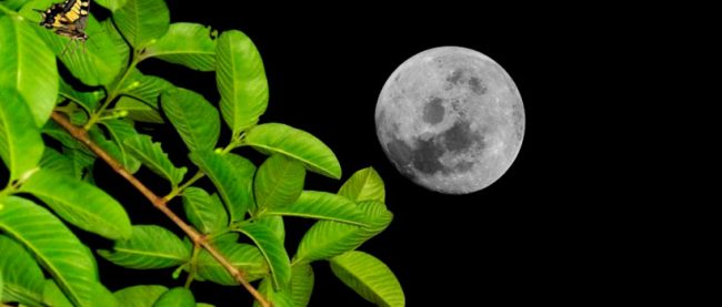 luna-plantas