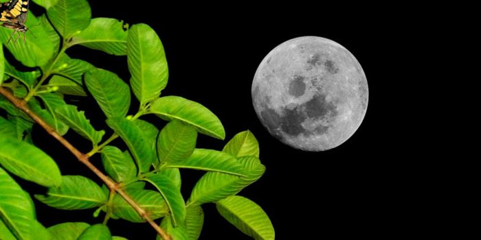 luna-plantas