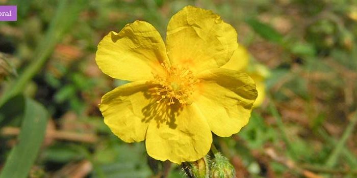 rock_rose2