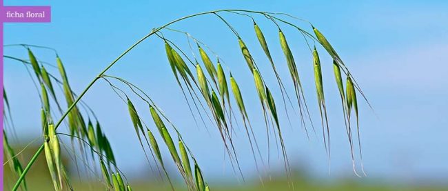 wild_oat
