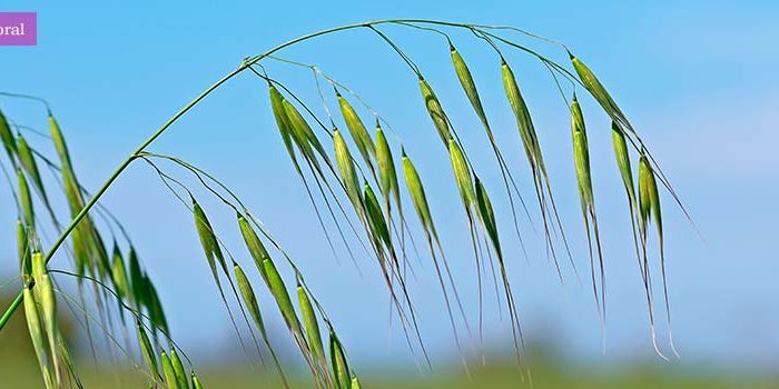 wild_oat