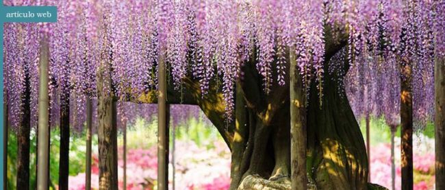 wisteria