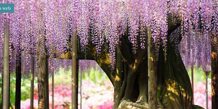 wisteria