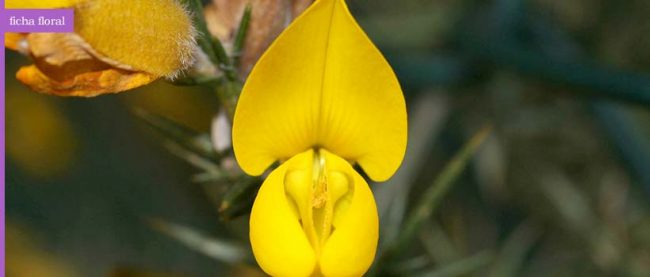 gorse