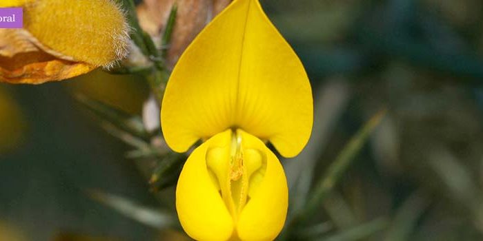 gorse