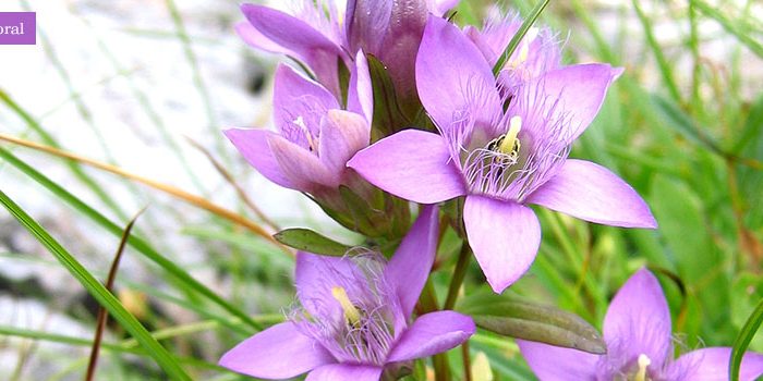 gentian