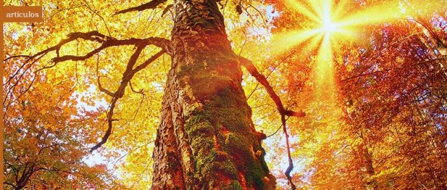 img_noticia_arbol