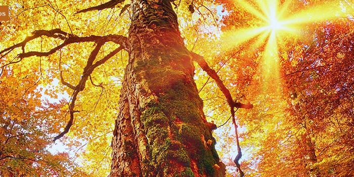 img_noticia_arbol