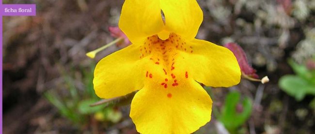 mimulus