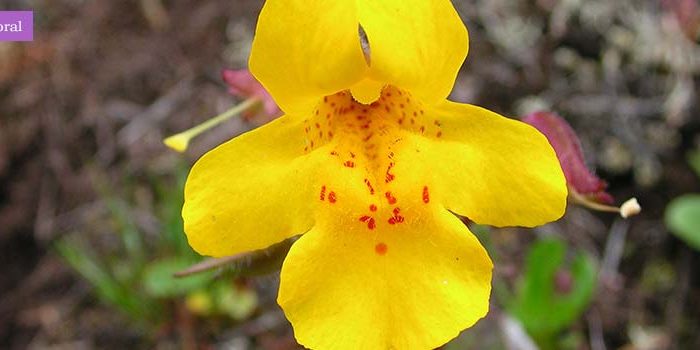 mimulus