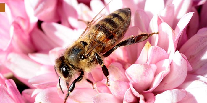 nota_abejas