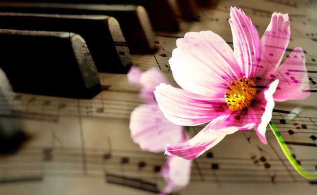 plantasymusica